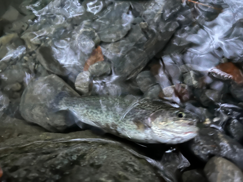 ニジマスの釣果