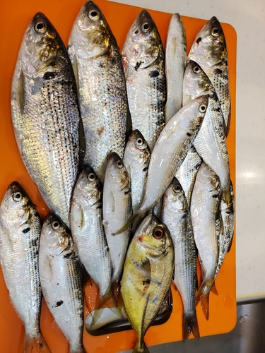 コノシロの釣果