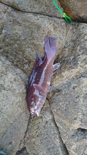 タイの釣果