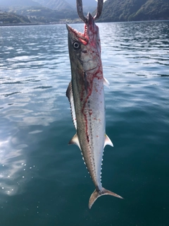 サワラの釣果