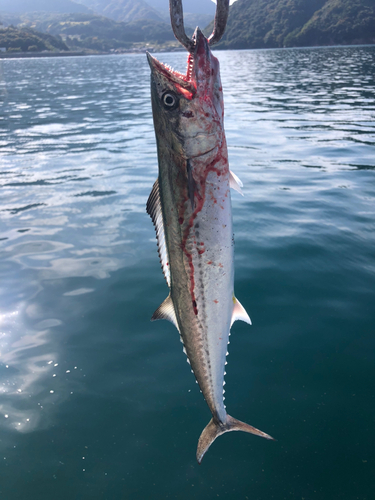 サワラの釣果