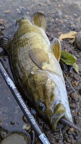 スモールマウスバスの釣果