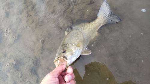 スモールマウスバスの釣果