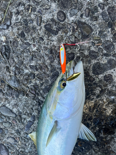 ハマチの釣果