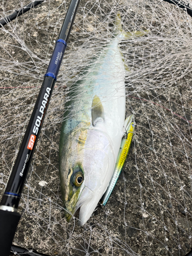 ハマチの釣果