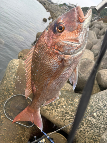 マダイの釣果