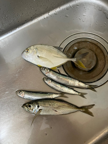 マアジの釣果