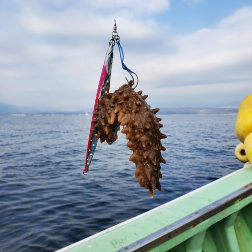 マナマコの釣果