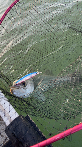 イワシの釣果