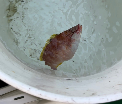 ベラの釣果