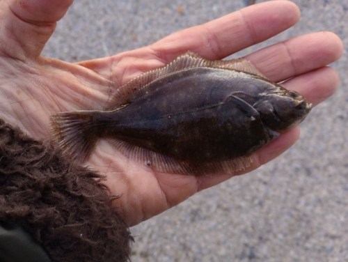 カレイの釣果