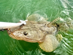 マゴチの釣果