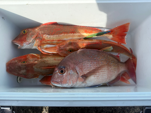 マダイの釣果