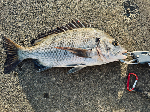 チヌの釣果