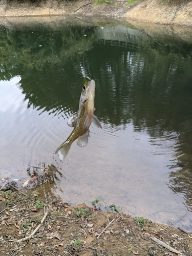 ブルーギルの釣果