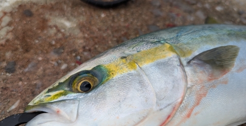 ヤズの釣果