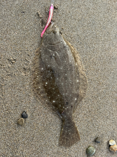 ソゲの釣果