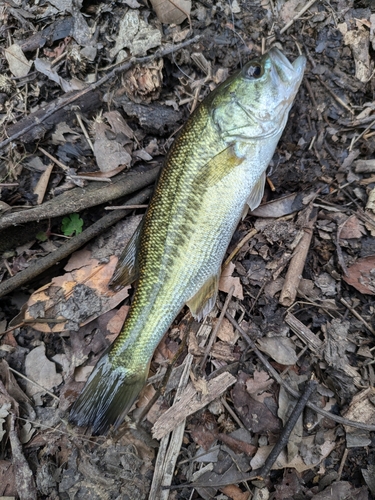 ブラックバスの釣果