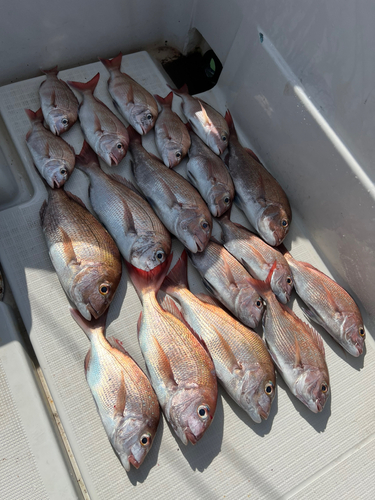 マダイの釣果