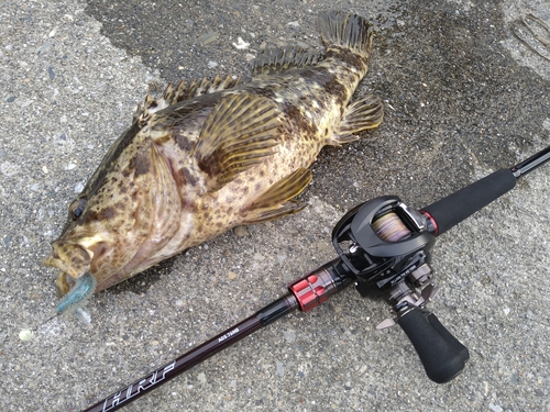 ベッコウゾイの釣果