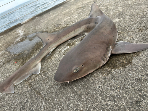 ドチザメの釣果