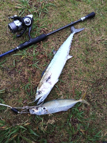 サゴシの釣果