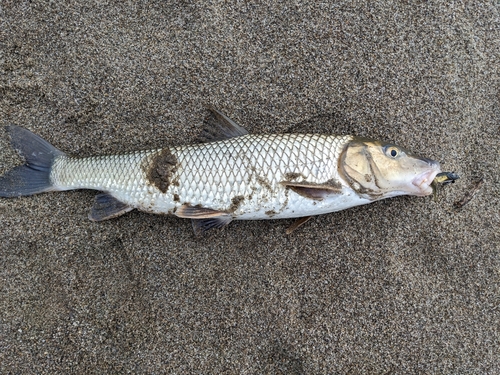 ニゴイの釣果