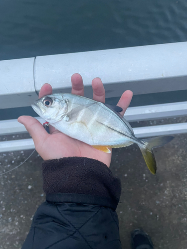 メッキの釣果