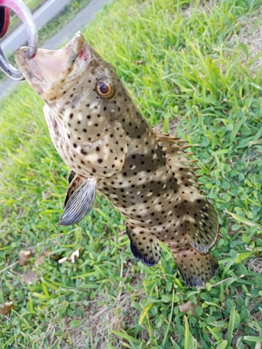 チャイロマルハタの釣果