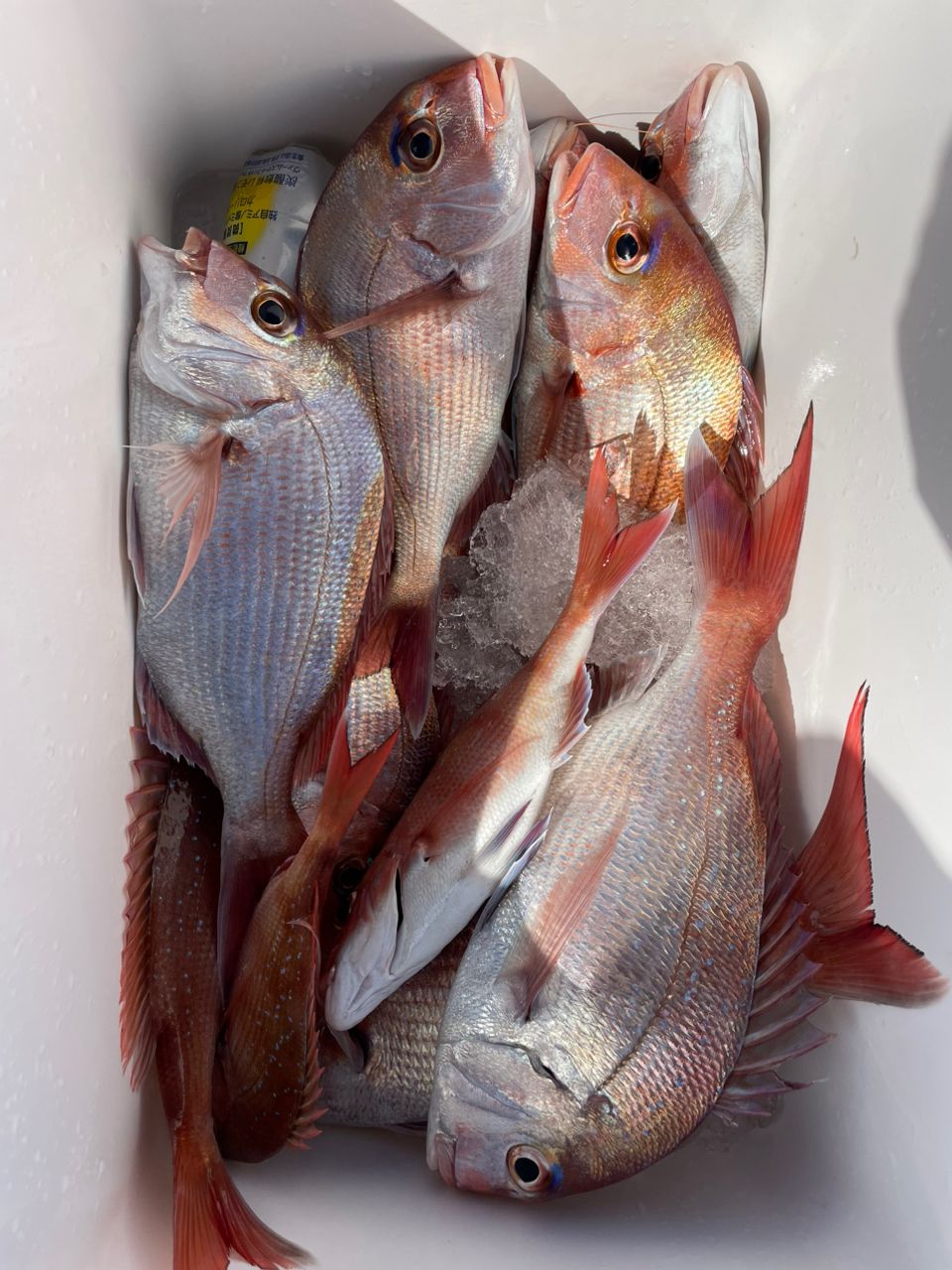 KFG 台栄丸さんの釣果 3枚目の画像