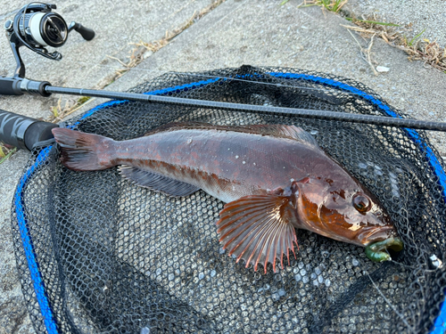 アイナメの釣果