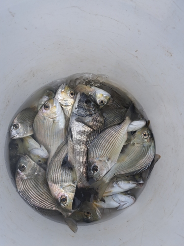 ヘダイの釣果