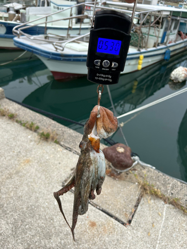 タコの釣果