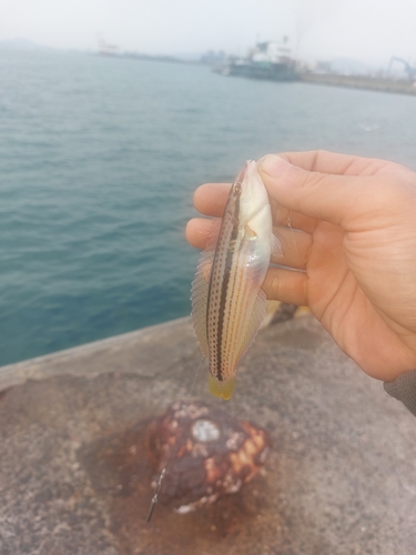 カワハギの釣果