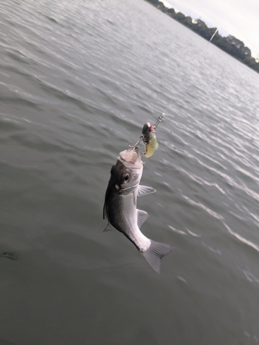 セイゴ（マルスズキ）の釣果