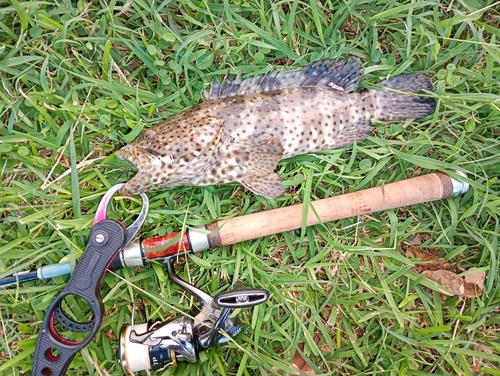 チャイロマルハタの釣果