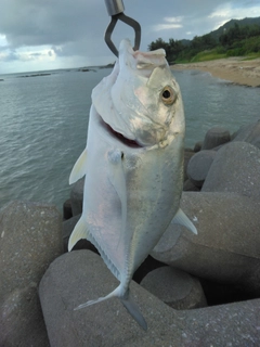 ロウニンアジの釣果