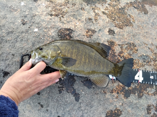 スモールマウスバスの釣果