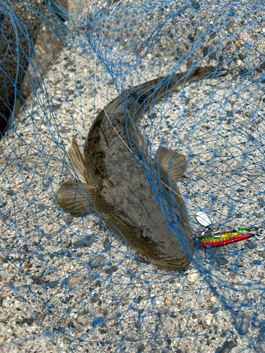 マゴチの釣果