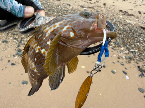 アコウの釣果