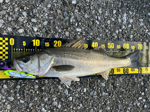 シーバスの釣果