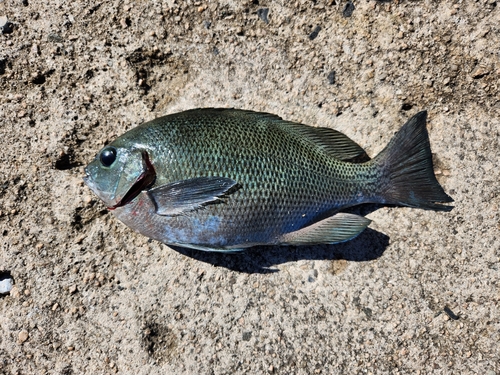 グレの釣果