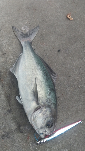 メダイの釣果