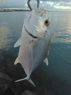 オニヒラアジの釣果