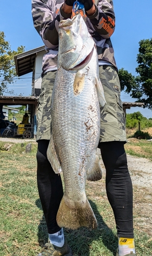 バラマンディの釣果