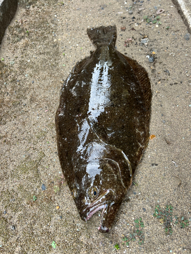 ヒラメの釣果