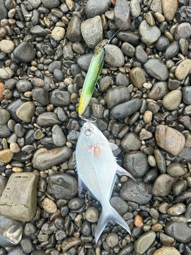 コバンアジの釣果