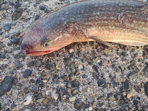 マエソの釣果