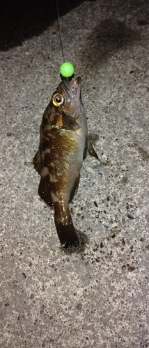 ハゼの釣果