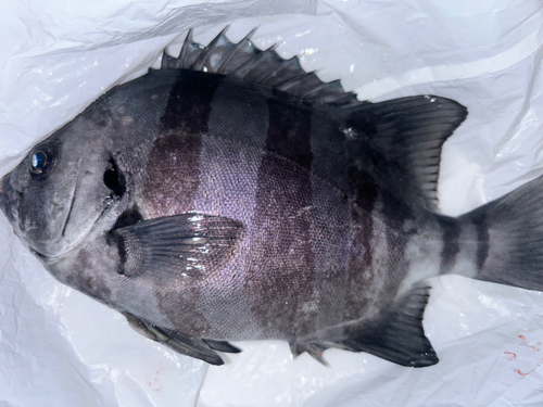 イシダイの釣果